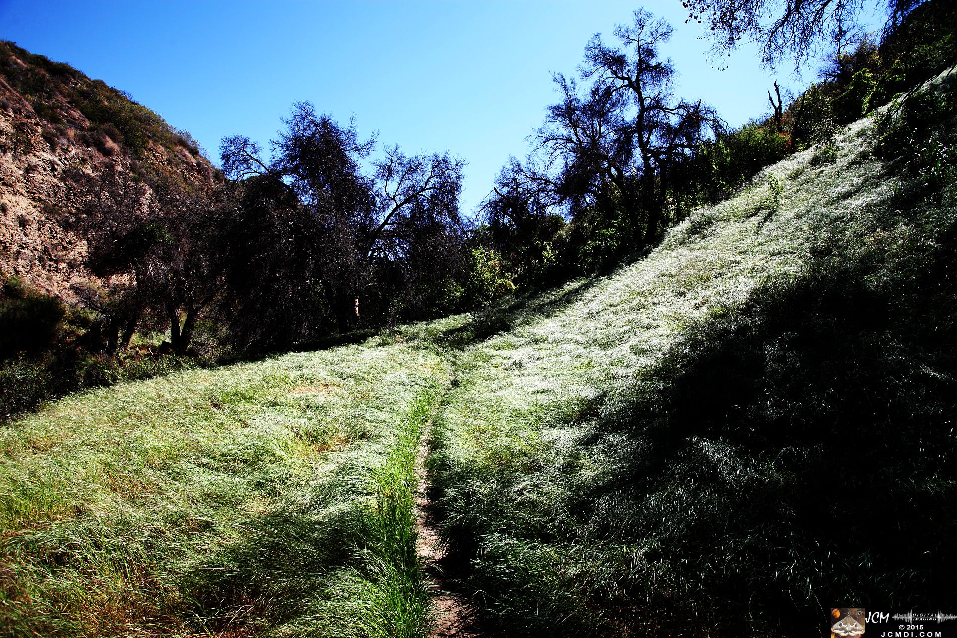 Whitney Canyon Hike grassy trail